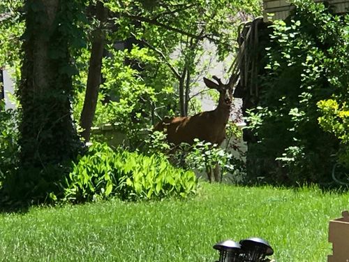 2113 E Fardown Ave, Holladay, UT, 84121-1408 | Card Image