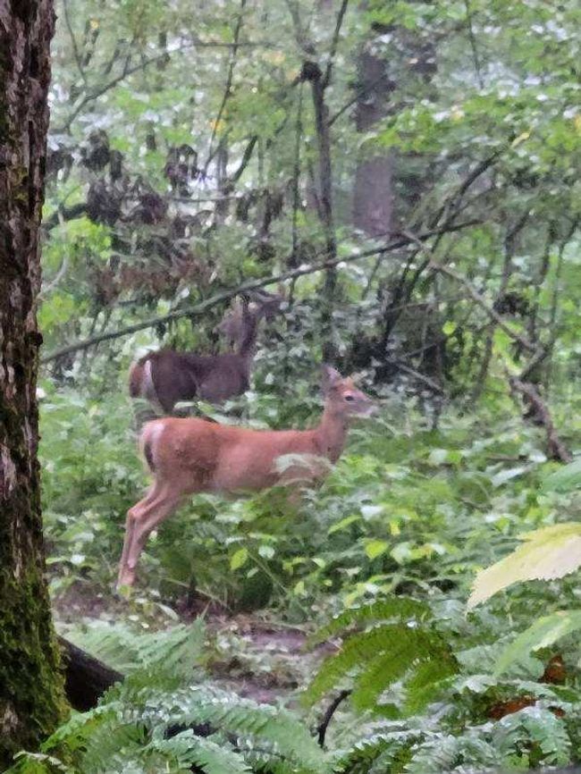 Deer | Image 34