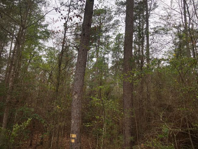 View of nature featuring a view of trees | Image 9