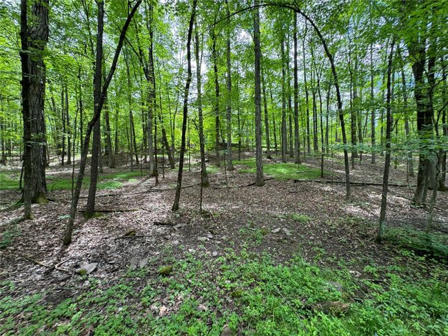 View of nature | Image 4