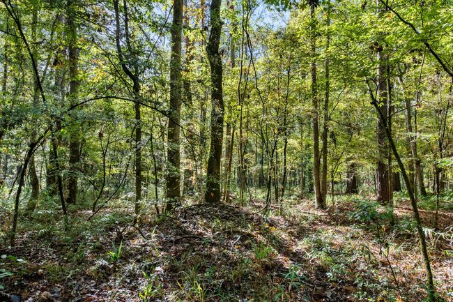HFL_OSBORNE TRACT-27 | Image 29