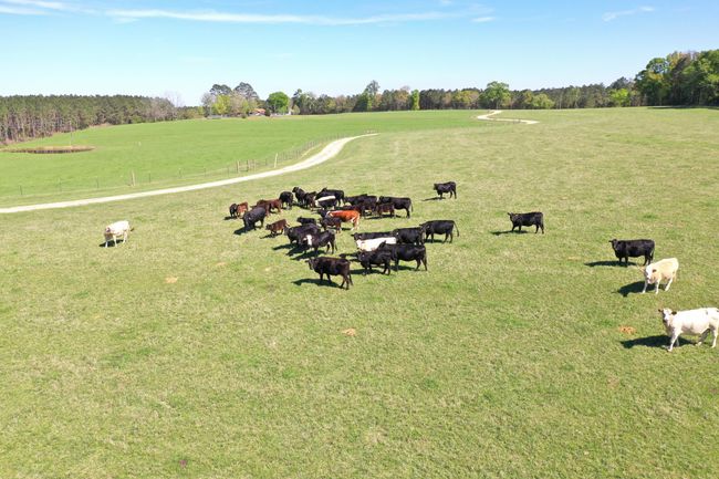 DJI_0003 | Image 4