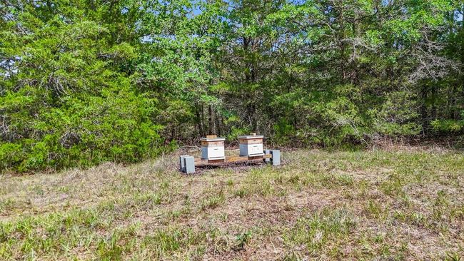 Bees. Harvest fresh honey! | Image 12