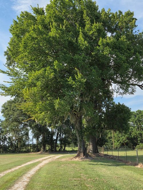 0 Skains Chapel Rd, Trinity, TX, 75862 | Card Image