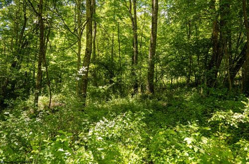 Lot 23 Lake Island Dr, Belington, WV, 26250 | Card Image