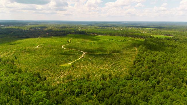 1 Three Notch Rd, Home with 0 bedrooms, 0 bathrooms and null parking in Monetta SC | Image 10