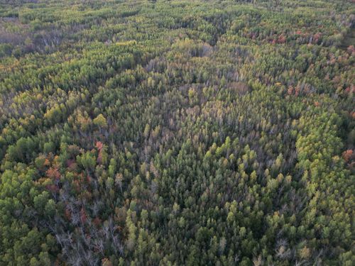 TBD Highway 71, Big Falls, MN, 56627 | Card Image