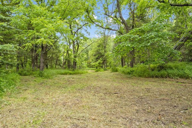 Secluded Clearing | Image 8