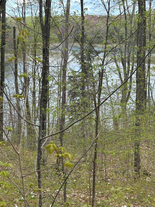 V/L Hardwood Drive, Chestonia Township, MI, 49611 | Card Image