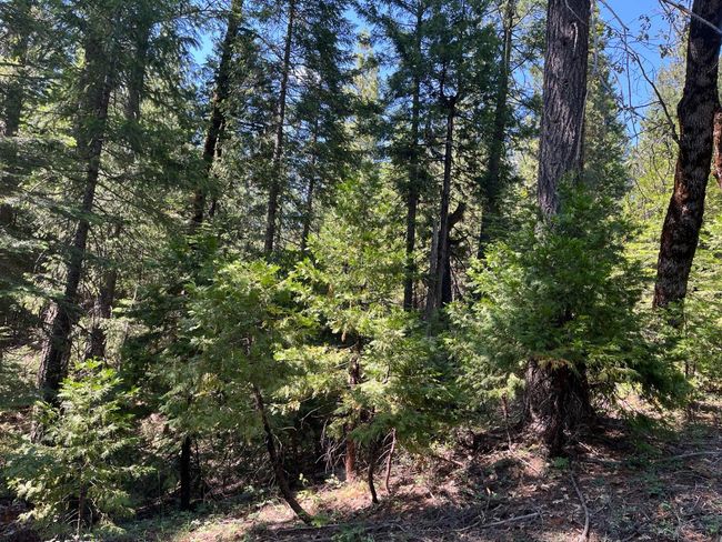 2761 Quincy La Porte Rd, Home with 0 bedrooms, 0 bathrooms and null parking in Strawberry Valley CA | Image 8