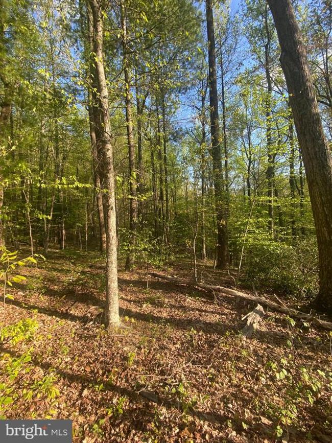 0 Revenooer Rd, Home with 0 bedrooms, 0 bathrooms and null parking in MADISON VA | Image 9