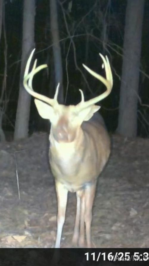 2183 Friendship Rd, Tallassee, AL, 36078-3931 | Card Image