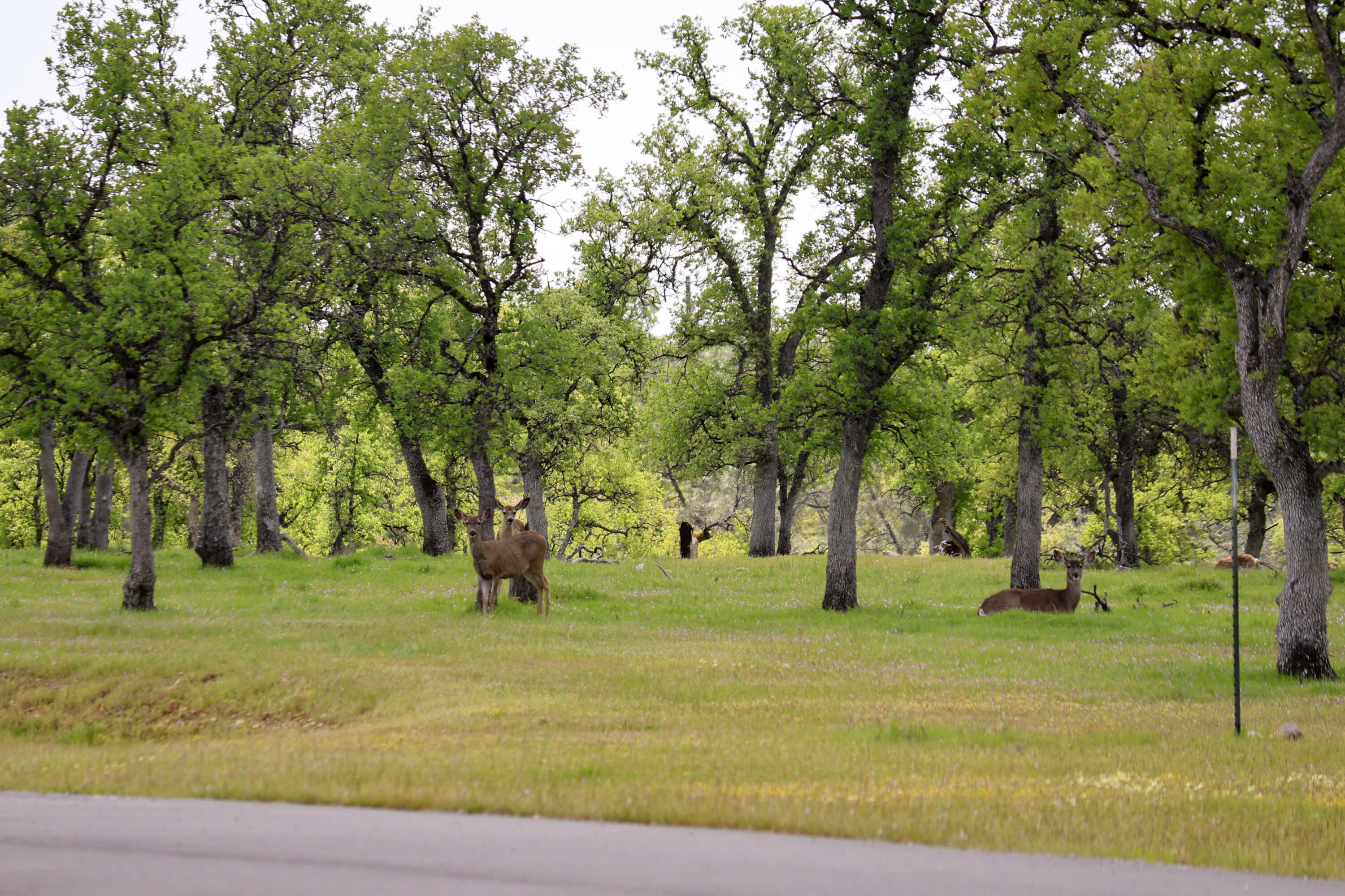 Land in Palo Cedro 4