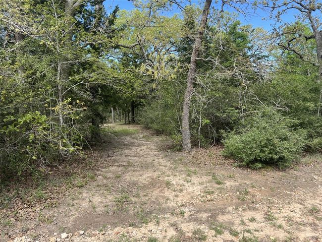 View of local wilderness | Image 10