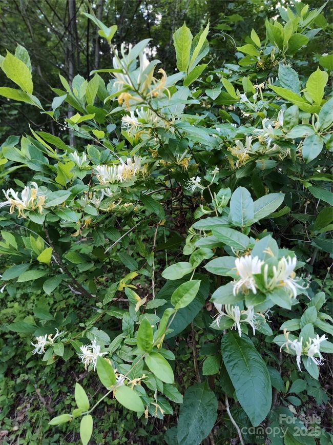 honeysuckle and other native plants abound throughout the property | Image 34