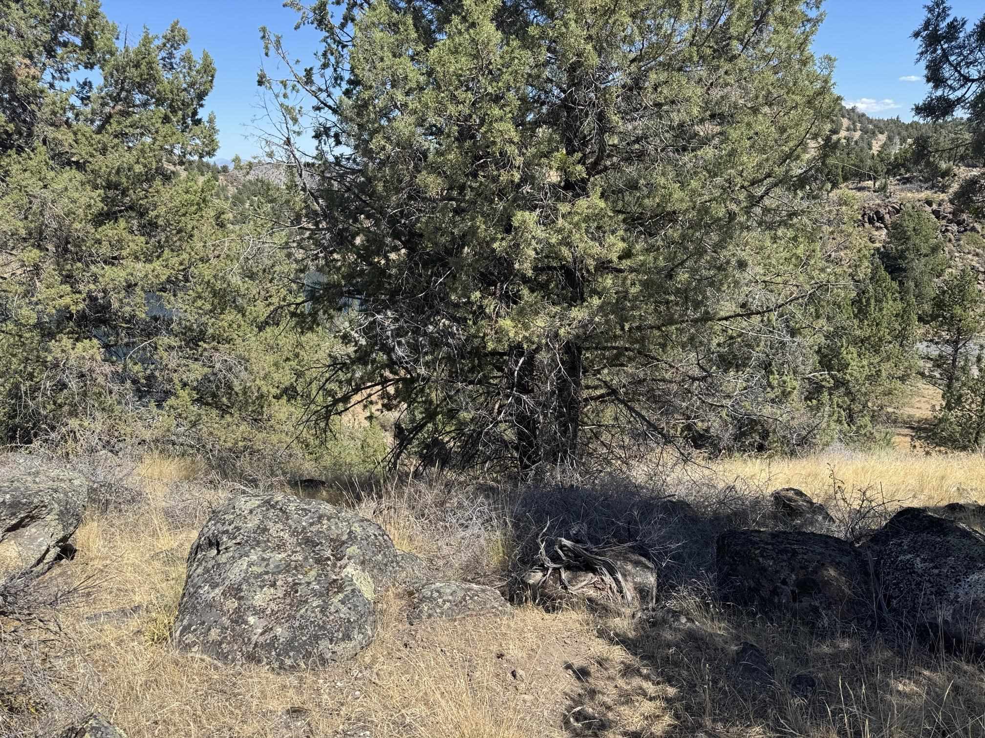 Land in Weed 4