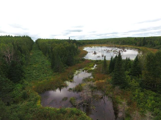 Pond | Image 17