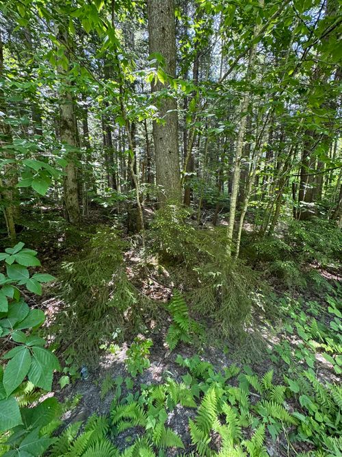0 Boardman Loop, West Wardsboro, VT, 05360 | Card Image