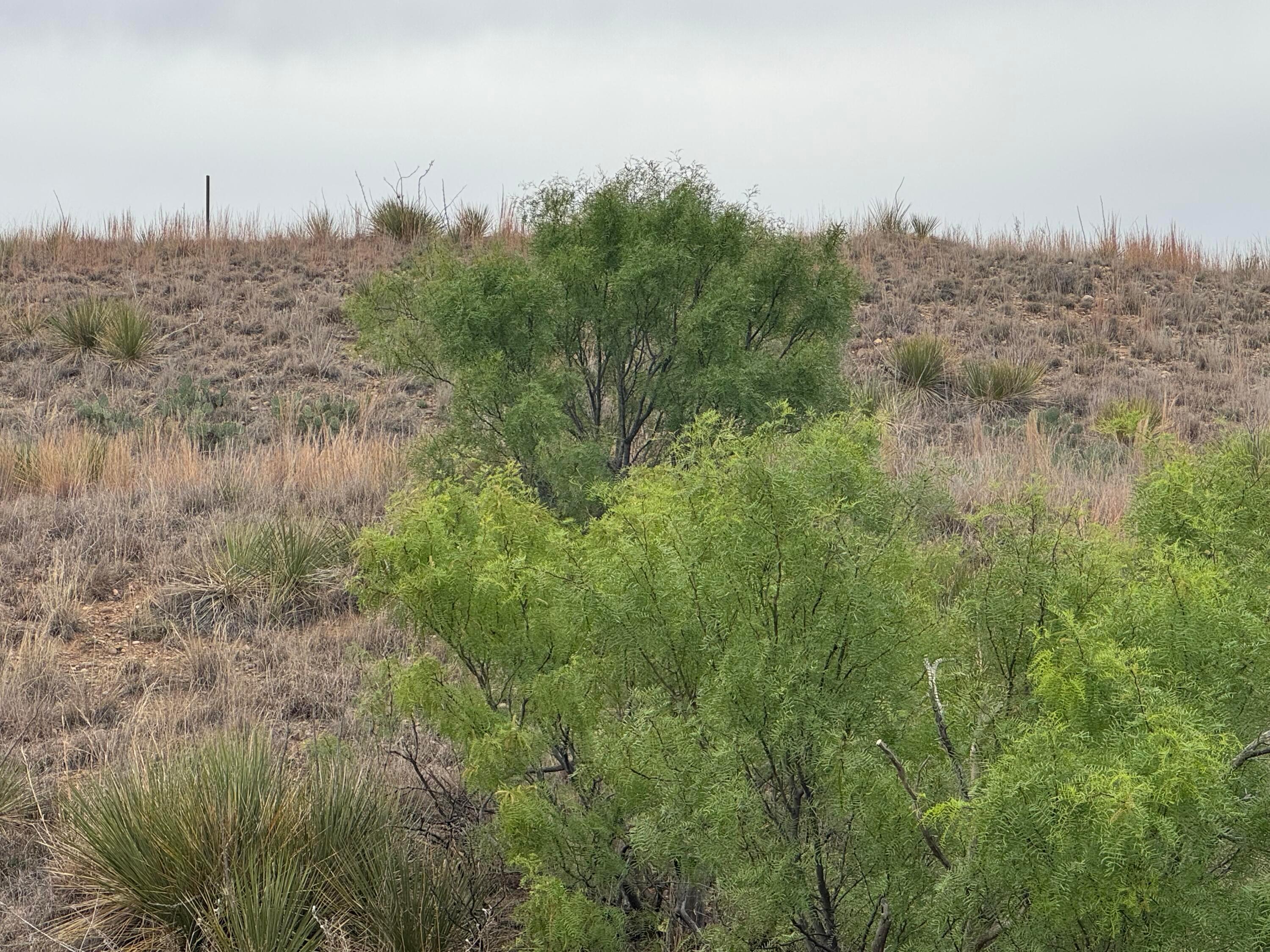 Land in Fritch 5