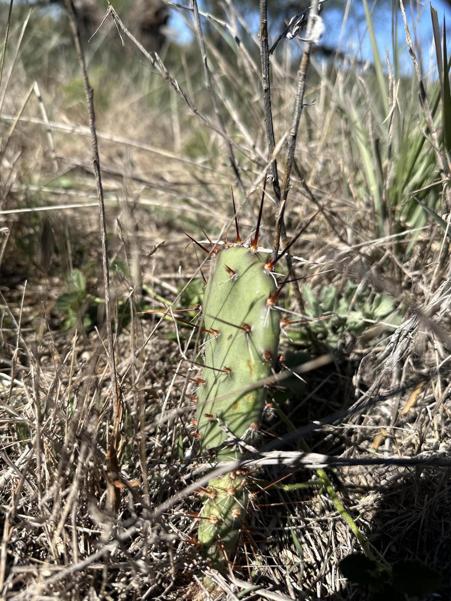 Land in Justiceburg 4