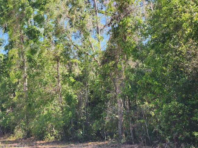 167 Ne 396 Th St, Home with 0 bedrooms, 0 bathrooms and null parking in Cross City FL | Image 4
