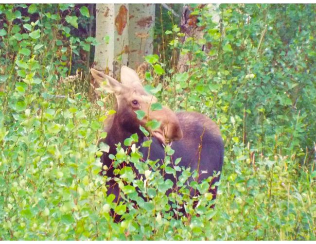 Grizzly 1 | Image 58