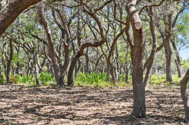 TRACT 12 Lew Dele Lane, Home with 0 bedrooms, 0 bathrooms and null parking in Blanco TX | Image 12