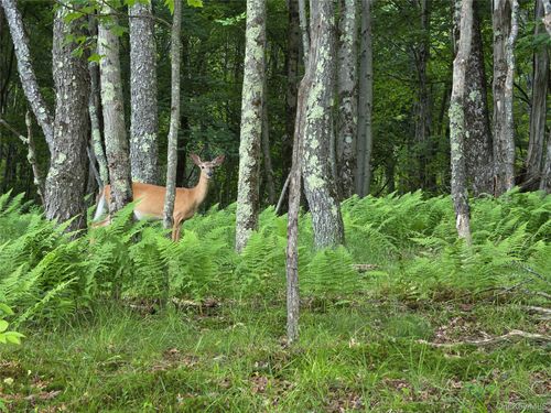 TBD Timberwolf Road W, Liberty, NY, 12754 | Card Image