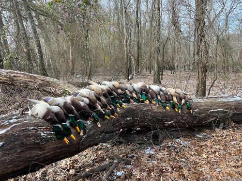 000 Woodruff 884, Augusta, AR, 72006 | Card Image