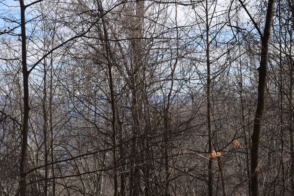 Land in Waynesville