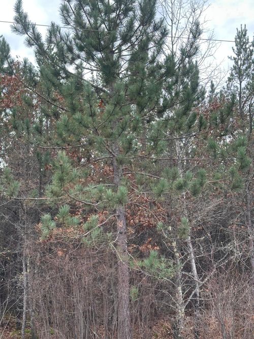 lot-10-Lot 10 Cth Y, Tomahawk, WI, 54487 | Card Image