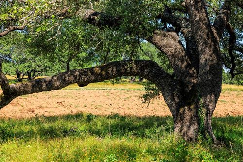 3736-5 County Road 113, Llano, TX, 78643 | Card Image