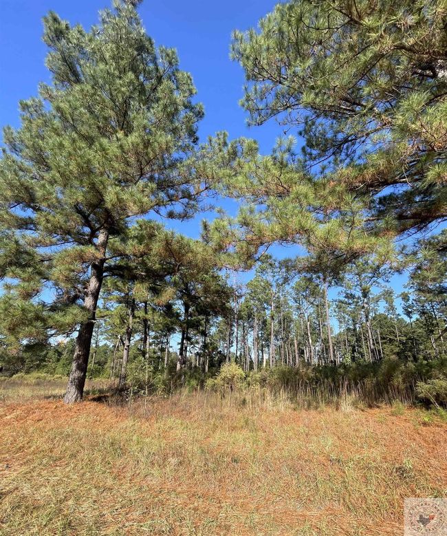 1407 Miller County 3, Home with 0 bedrooms, 0 bathrooms and null parking in Doddridge AR | Image 13