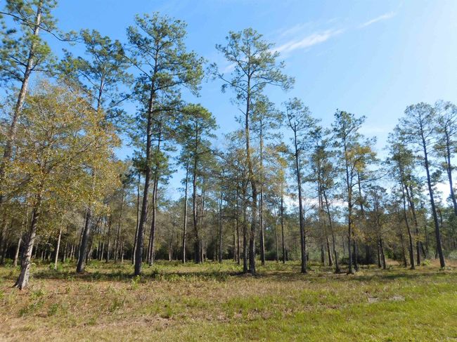 HWY-421 - 9245 Bear Creek Creek Drive, Home with 0 bedrooms, 0 bathrooms and null parking in Kountze TX | Image 4
