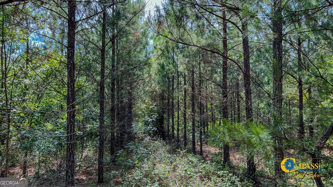 0 Miller Rd, Home with 0 bedrooms, 0 bathrooms and null parking in Mauk GA | Image 4