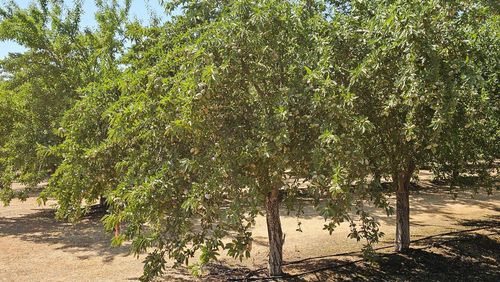 19100 County Road 86a, Esparto, CA, 95627-2164 | Card Image