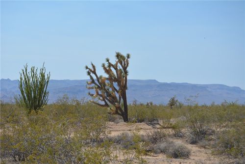 Lot 168/169 S Cherry Rd, Yucca, AZ, 86438 | Card Image