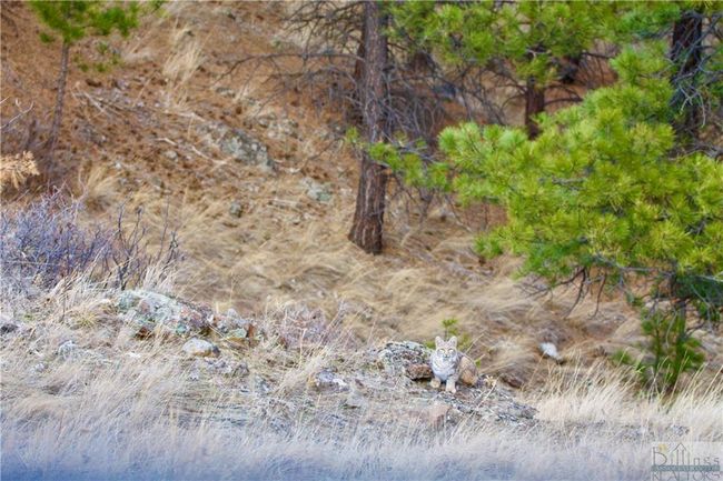 0 Box Canyon Ln, Home with 0 bedrooms, 0 bathrooms and null parking in Cascade MT | Image 9