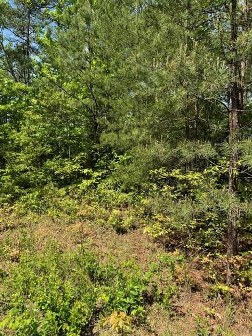 Lot 12 Paradise, Marble, NC, 28905 | Card Image
