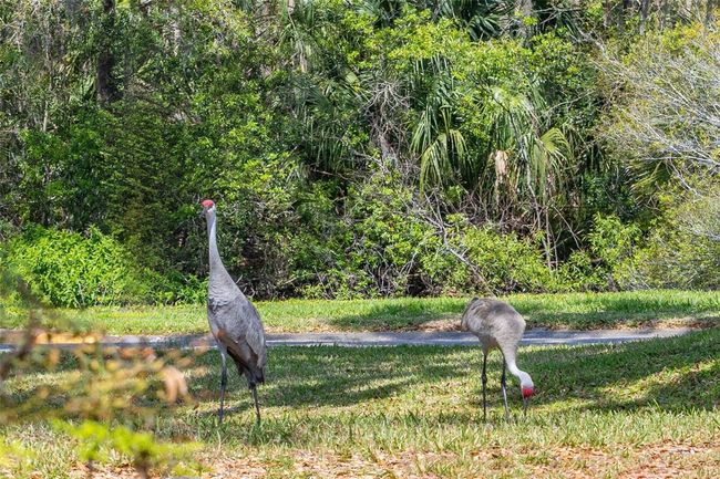 Sand Cranes | Image 51