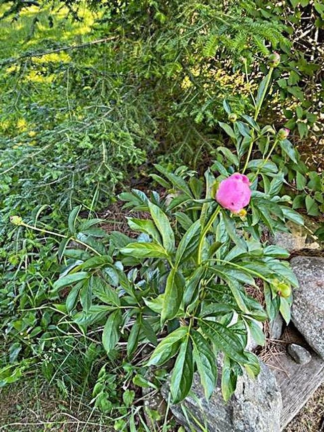 Perennials | Image 97