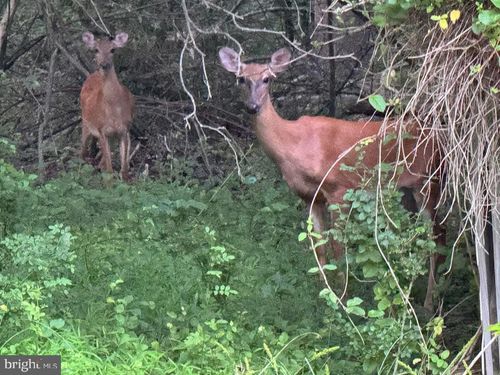 3515 Clayton Rd, JOPPA, MD, 21085-2801 | Card Image