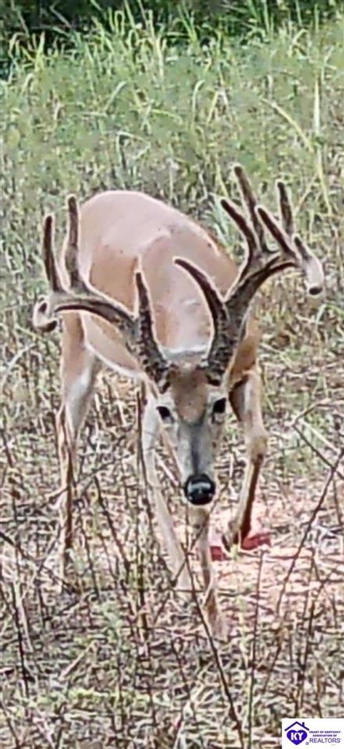 TRACT 3 Price Hill Spur Road, Campbellsville, KY, 42718 | Card Image