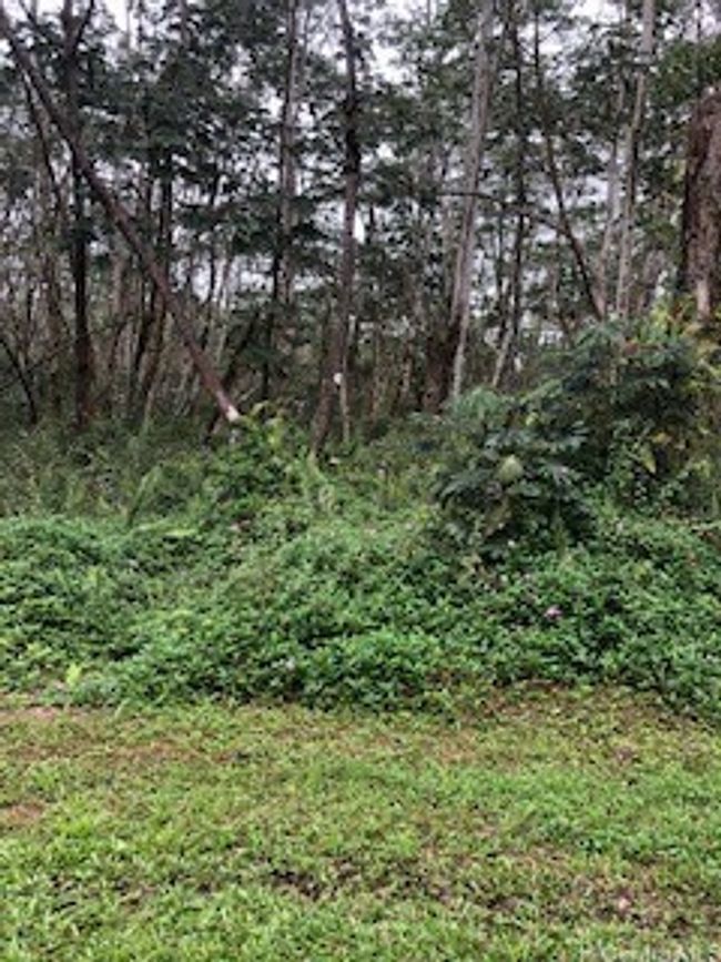 00 Pikake Rd, Home with 0 bedrooms, 0 bathrooms and null parking in Pahoa HI | Image 6