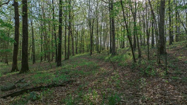 Deer are often seen in the woods | Image 20