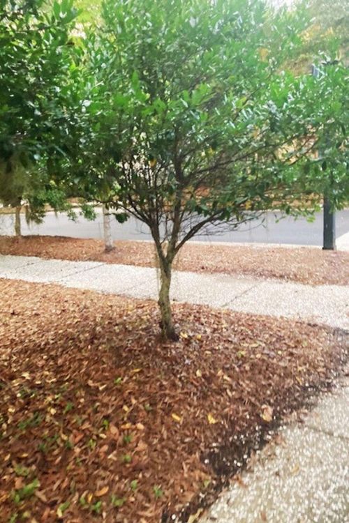 8 Wild Spartina St, Bluffton, SC, 29910-5532 | Card Image