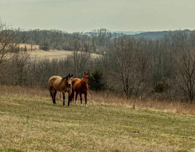 5995 Section Line Road, House other with 5 bedrooms, 3 bathrooms and null parking in RIDGEWAY WI | Image 72