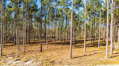 Lot 13 Big Buck Drive, Moscow, TX, 75960 | Card Image