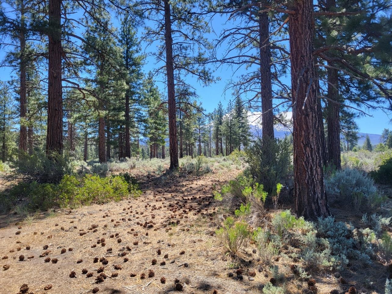 Land in Montague 4