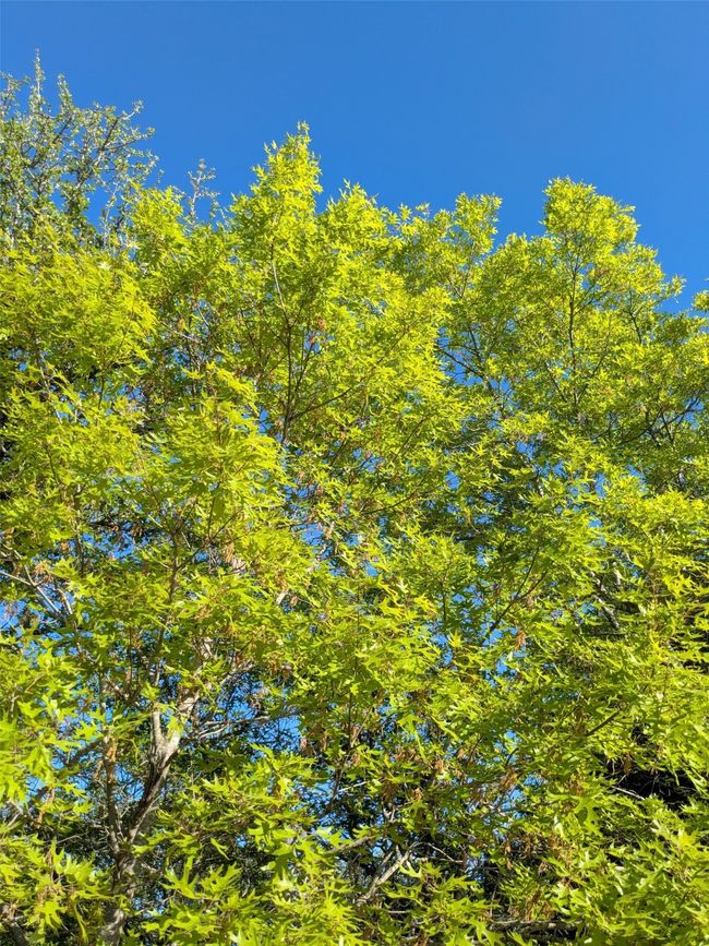 Native trees | Image 21